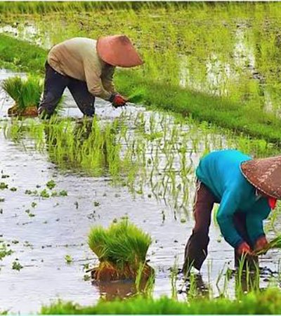 Bangladeshi farmer working in a field in Muksudpur, Gopalganj
