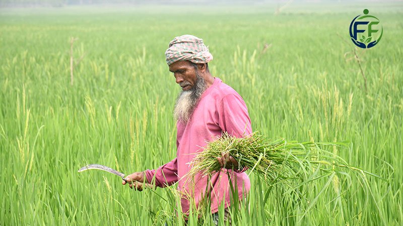 Bangladeshi farmer working in a green agricultural field in rural Gopalganj